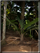 foto Flora e la Fauna alle Seychelles